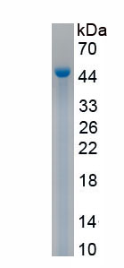 Active Ephrin A4 (EFNA4)