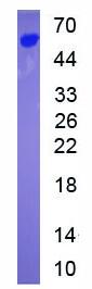 Active Ephrin B2 (EFNB2)