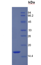 Active Regenerating Islet Derived Protein 3 Alpha (REG3a)