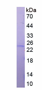 Active FK506 Binding Protein 7 (FKBP7)