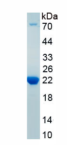 Active Interleukin 1 Zeta (IL1z)