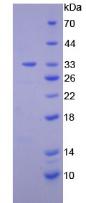 Active Diacylglycerol Kinase Epsilon (DGKe)