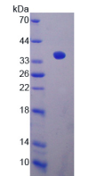 Active Sirtuin 4 (SIRT4)