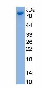 Active Phosphodiesterase 5A, cGMP Specific (PDE5A)