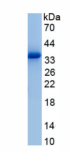 Active Secreted Frizzled Related Protein 2 (SFRP2)
