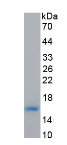 Active Melanoma Inhibitory Activity Protein 1 (MIA1)