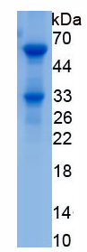 Active Non POU Domain Containing Octamer Binding Protein (NONO)