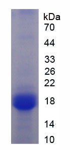 Active Complement Factor H Related Protein 3 (CFHR3)