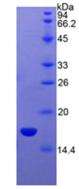 Active Semaphorin 3A (SEMA3A)