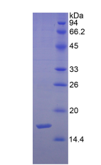 Active Semaphorin 3F (SEMA3F)