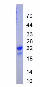 Active Interferon Alpha 9 (IFNa9)