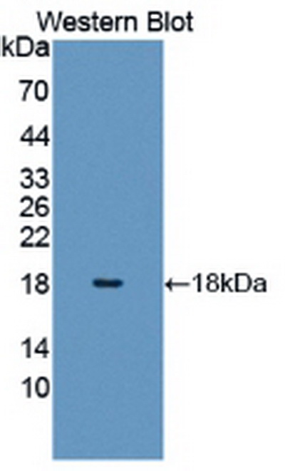 Anti-Histone H3 (H3) Polyclonal Antibody