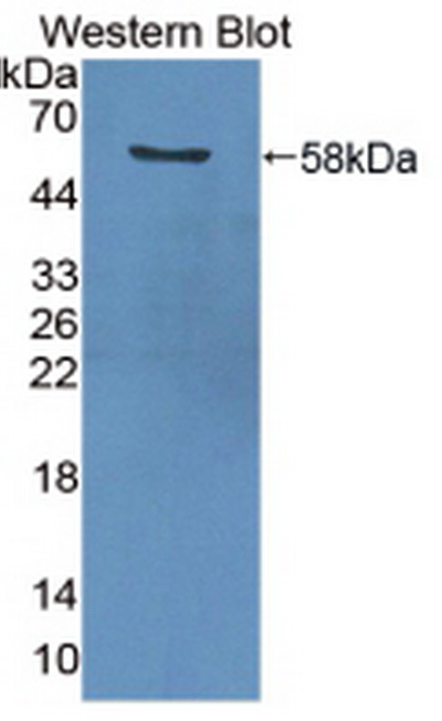 Anti-Proliferating Cell Nuclear Antigen (PCNA) Polyclonal Antibody