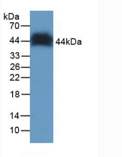 CAA591Hu22.jpg