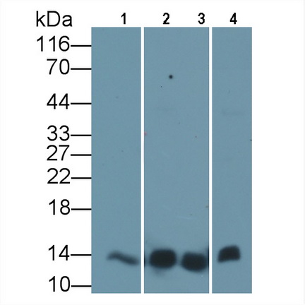 Anti-Cytochrome C (CYCS) Monoclonal Antibody