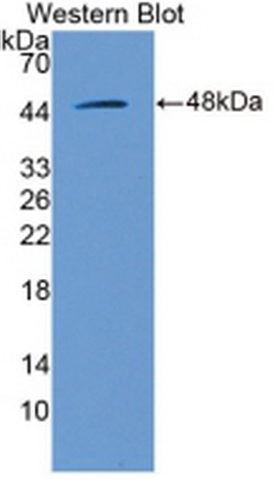 Anti-Extracellular Signal Regulated Kinase 2 (ERK2) Polyclonal Antibody