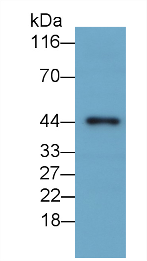 Anti-Beta Actin (ACTB) Polyclonal Antibody