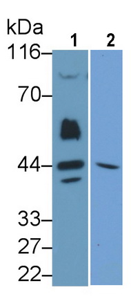 Anti-Extracellular Signal Regulated Kinase 1 (ERK1) Polyclonal Antibody