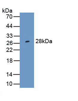 Anti-Extracellular Signal Regulated Kinase 1 (ERK1) Monoclonal Antibody