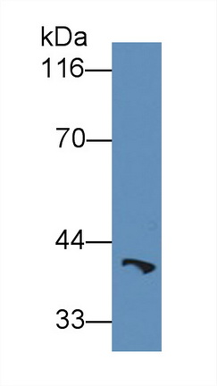 Anti-Heat Shock 70kDa Binding Protein 1 (HSPBP1) Polyclonal Antibody