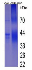 OVA Conjugated Angiotensin II (AngII)