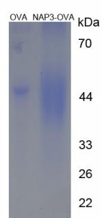 OVA Conjugated Chemokine (C-X-C Motif) Ligand 1 (CXCL1)