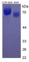 BSA Conjugated Cortisone (Cor)