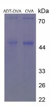 OVA Conjugated Androsterone (ADT)