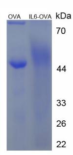 OVA Conjugated Interleukin 6 (IL6)