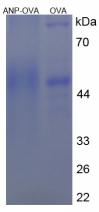 OVA Conjugated Atrial Natriuretic Peptide (ANP)