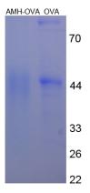 OVA Conjugated Anti-Mullerian Hormone (AMH)