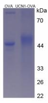 OVA Conjugated Urocortin (UCN)