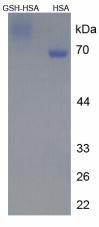 HSA Conjugated Glutathione (GSH)