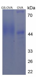 OVA Conjugated Gelsolin (GSN)