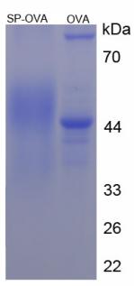 OVA Conjugated Substance P (SP)