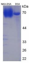 BSA Conjugated Neurokinin A (NKA)