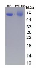 BSA Conjugated Dihydrotestosterone (DHT)