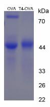 OVA Conjugated Thyroxine (T4)