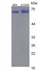 BSA Conjugated Estriol (E3)