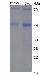 OVA Conjugated Estriol (E3)