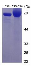 BSA Conjugated Androstenedione (ASD)