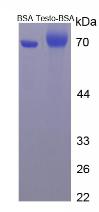 BSA Conjugated Testosterone (Testo)