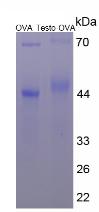 OVA Conjugated Testosterone (Testo)