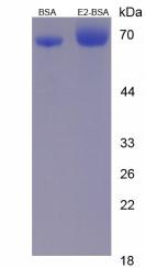 BSA Conjugated Estradiol (E2)