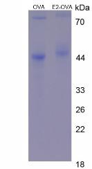 OVA Conjugated Estradiol (E2)