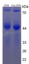 OVA Conjugated Cortisol (Cor)