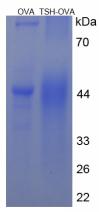 OVA Conjugated Thyroid Stimulating Hormone (TSH)