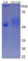 OVA Conjugated D-Dimer (D2D)