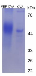 OVA Conjugated Myelin Basic Protein (MBP)