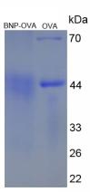 OVA Conjugated Brain Natriuretic Peptide (BNP)